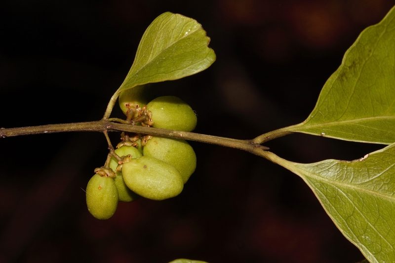 Pleurostylia africana, photographed by i_c_riddell