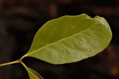 Pleurostylia africana, photographed by i_c_riddell