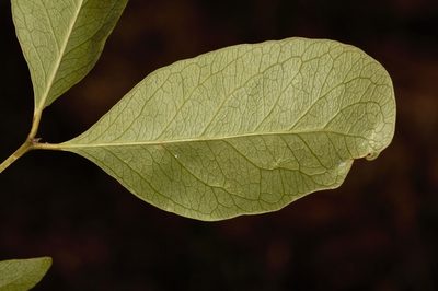 Pleurostylia africana, photographed by i_c_riddell