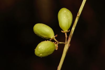 Pleurostylia africana, photographed by i_c_riddell