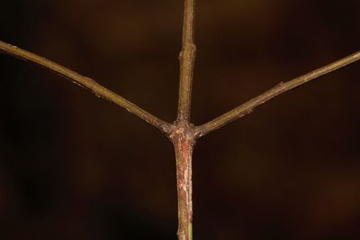 Pleurostylia africana, photographed by i_c_riddell