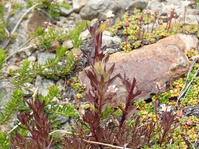 Castilleja parviflora, photographed by John Brew