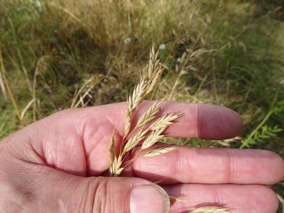 Bromus secalinus, photographed by Robert H. Wardell