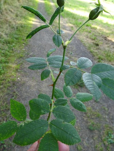 Rosa tomentosa, photographed by Robert H. Wardell