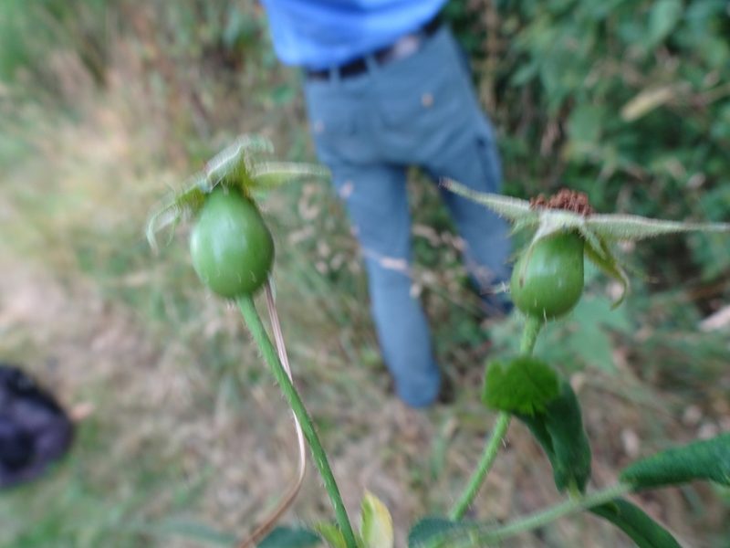 Rosa tomentosa, photographed by Robert H. Wardell