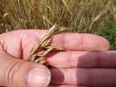 Bromus secalinus, photographed by Robert H. Wardell