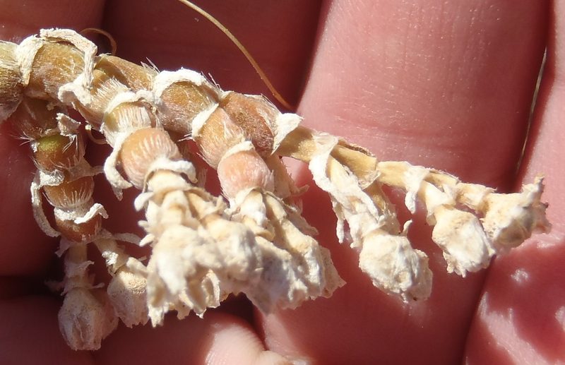 Mesembryanthemum vaginatum, photographed by Nicola van Berkel