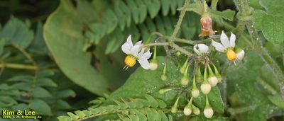 Solanum lyratum, photographed by Kim, Hyun-tae