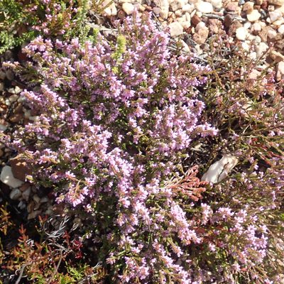 Erica rosacea, photographed by Di Turner