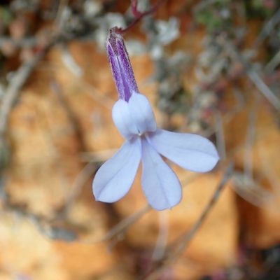 Lobelia dichroma, photographed by Di Turner