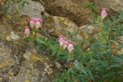 Antirrhinum linkianum, photographed by Duarte Frade