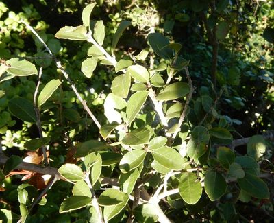 Maytenus procumbens, photographed by Henry de Lange