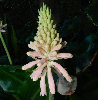 Veltheimia bracteata, photographed by Henry de Lange