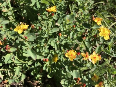 Hypericum scouleri, photographed by Northcut