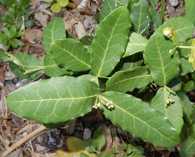 Lauridia tetragona, photographed by Henry de Lange