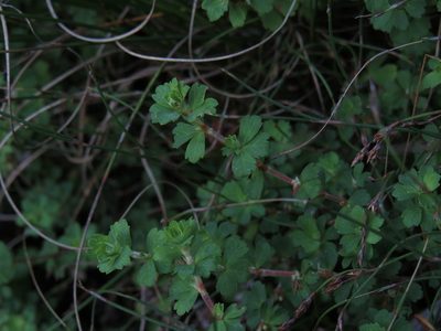 Cliffortia dentata, photographed by Jeremy Gilmore
