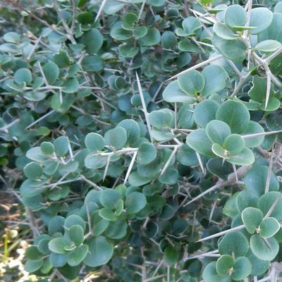 Dovyalis rotundifolia, photographed by Henry de Lange