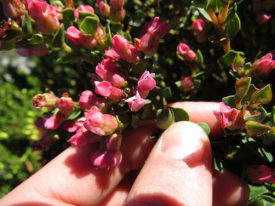 Penaea fucata, photographed by Jeremy Gilmore