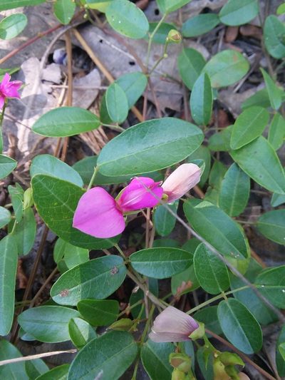 Galactia microphylla, photographed by Will McFarland