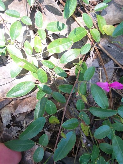 Galactia microphylla, photographed by Will McFarland