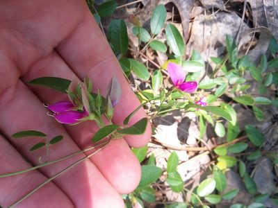 Galactia microphylla, photographed by Will McFarland