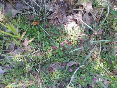 Galactia microphylla, photographed by Will McFarland