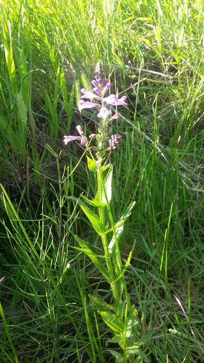 Physostegia parviflora, photographed by tonyblake