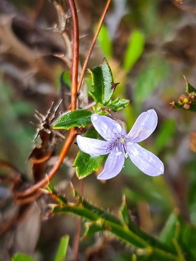 Marianthus tenuis, photographed by Cal Wood