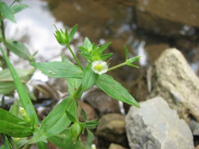 Gratiola neglecta, photographed by Chris Hoess