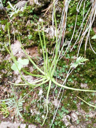 Pinguicula heterophylla, photographed by Sandino Guerrero