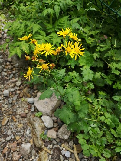 Jacobaea subalpina, photographed by Jens-Christian Svenning