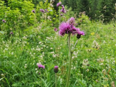 Cirsium rivulare, photographed by Jens-Christian Svenning