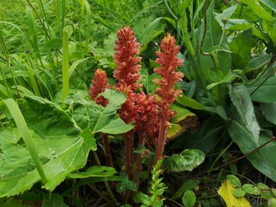 Orobanche flava, photographed by Jens-Christian Svenning
