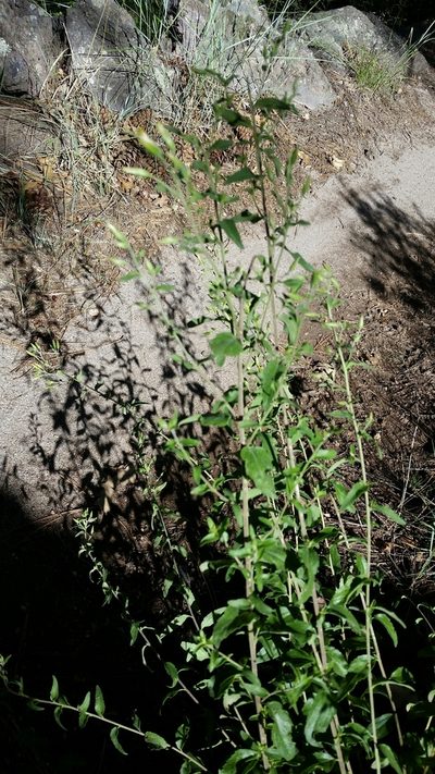 Brickellia brachyphylla, photographed by Craig Martin