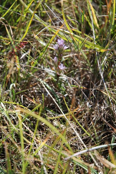 Gentianella uliginosa, photographed by Quentin Groom