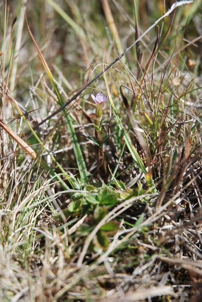 Gentianella uliginosa, photographed by Quentin Groom