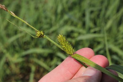 Carex lacustris, photographed by Quinten Wiegersma