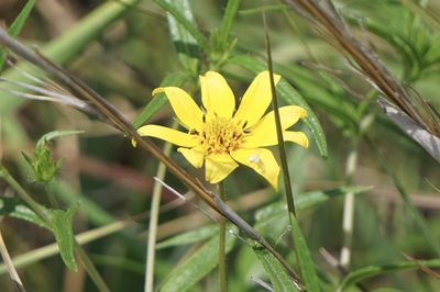Helianthus porteri, photographed by Mike B