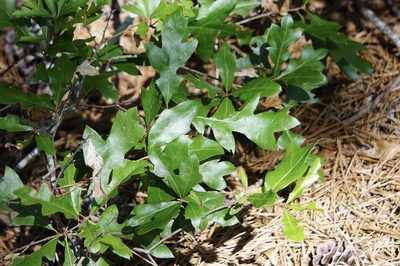 Quercus georgiana, photographed by Mike B