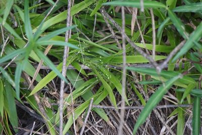 Dichanthelium laxiflorum, photographed by Mike B