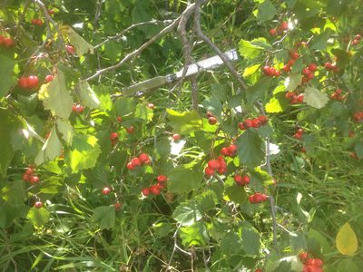 Crataegus chrysocarpa, photographed by Sean Frey