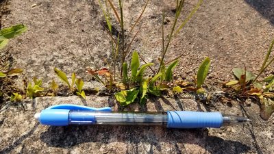 Ophioglossum pusillum, photographed by Sarah Johnson