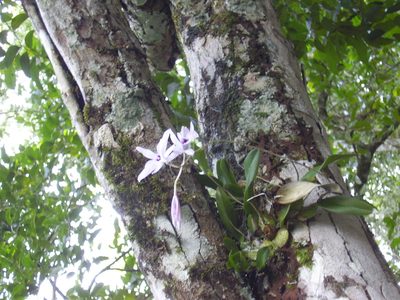 Laelia rubescens, photographed by Rupert Clayton