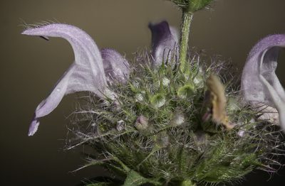 Monarda pectinata, photographed by Craig Martin