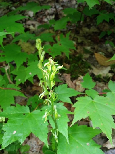 Platanthera hookeri, photographed by Mike Zifkin