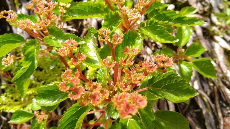 Laportea ruderalis, photographed by Dana Lee Ling