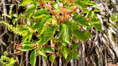 Laportea ruderalis, photographed by Dana Lee Ling