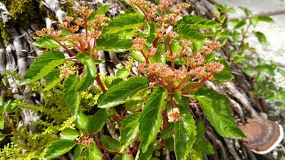 Laportea ruderalis, photographed by Dana Lee Ling