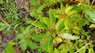 Laportea ruderalis, photographed by Dana Lee Ling