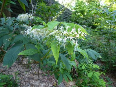 Aesculus parviflora, photographed by Ira Gershenhorn